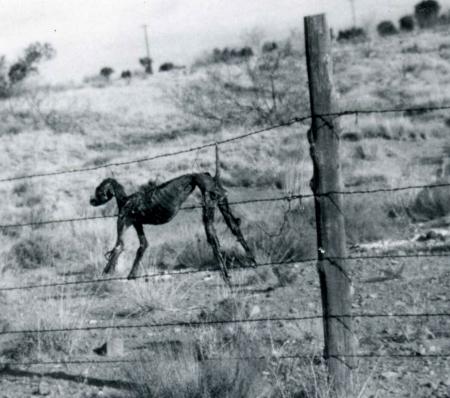 barbed wire fence twin