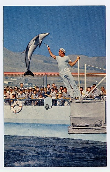 Porpoise show at Marineland